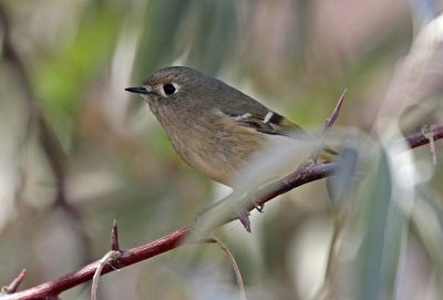 Ruby-crowned Kinglet 2024-10-27