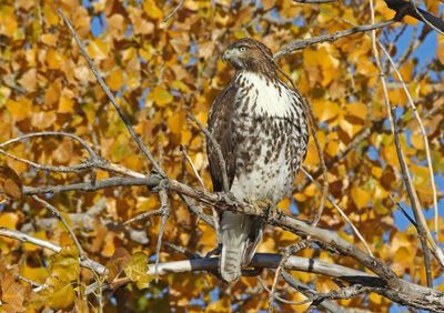 Red-tailed Hawk 2024-10-27