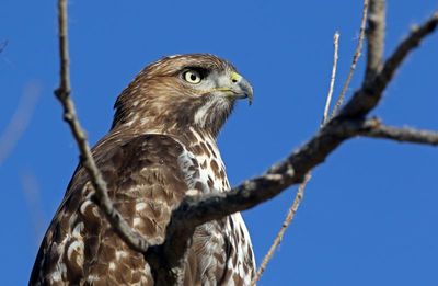 Red-tailed Hawk 2024-10-27