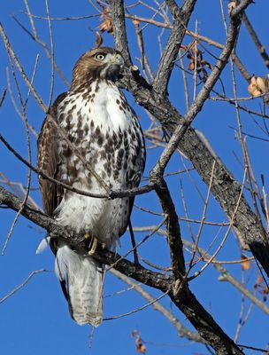 Red-tailed Hawk 2024-10-27