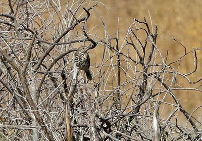 Sage Thrasher 2024-10-27