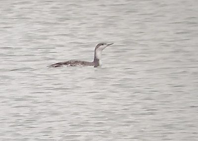 Red-throated Loon 2024-10-19