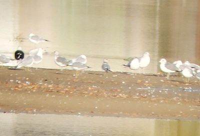Short-billed Gull 2024-11-03