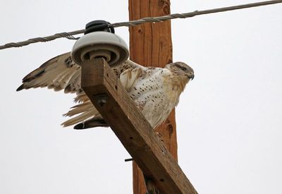 Ferruginous Hawk 2024-10-20