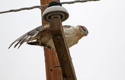 Ferruginous Hawk 2024-10-20