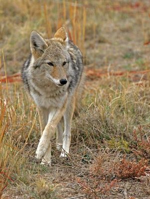 Coyote 2024-10-20