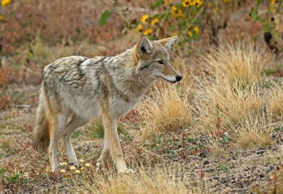 Coyote 2024-10-20