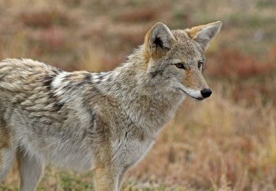 Coyote 2024-10-20
