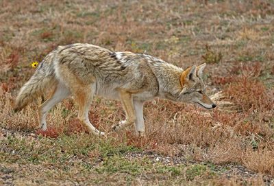 Coyote 2024-10-20