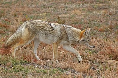 Coyote 2024-10-20