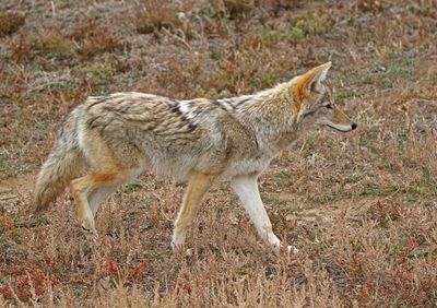 Coyote 2024-10-20