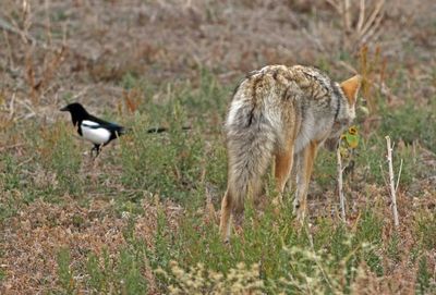 Coyote 2024-10-20