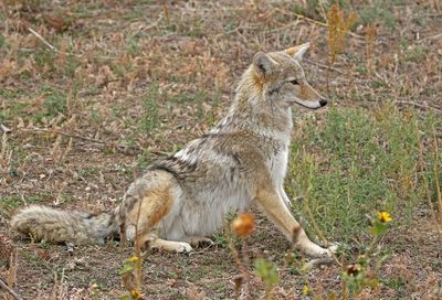 Coyote 2024-10-20