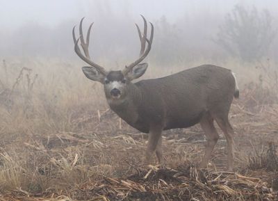 Mule Deer 2024-10-20