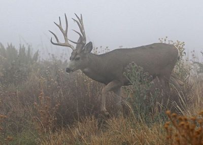 Mule Deer 2024-10-20