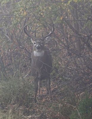 White-tailed Deer 2024-10-20