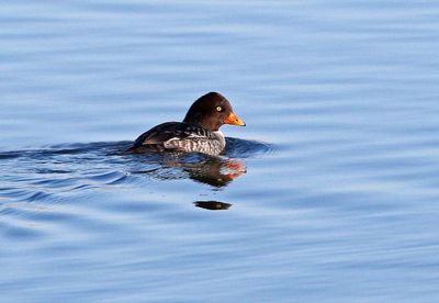 Barrow's Goldeneye 2024-11-25