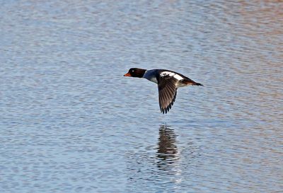 Barrow's Goldeneye 2024-11-25