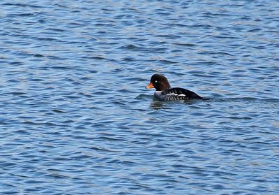 Barrow's Goldeneye 2024-11-25