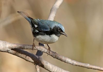 Black-throated Blue Warbler 2024-11-16