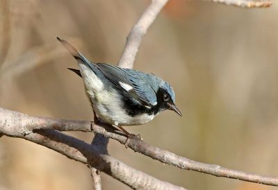 Black-throated Blue Warbler 2024-11-16