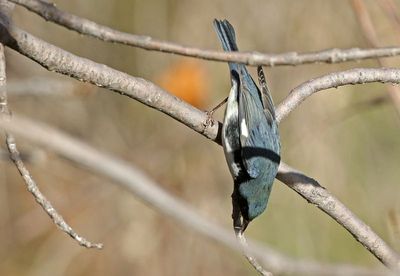 Black-throated Blue Warbler 2024-11-16