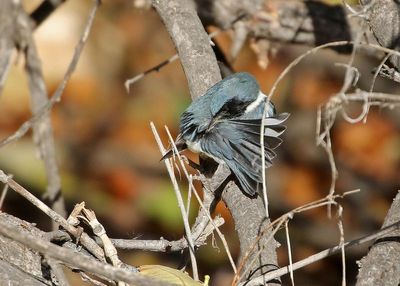 Black-throated Blue Warbler 2024-11-16