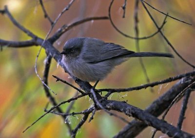 Bushtit 2024-10-31