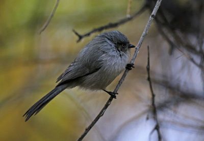 Bushtit 2024-10-31