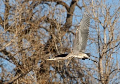 Great Blue Heron 2024-11-25