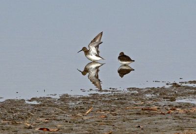 Dunlin 2024-11-26