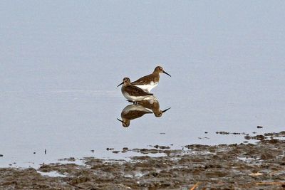 Dunlin 2024-11-26