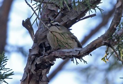 Golden-crowned Kinglet 2024-12-01