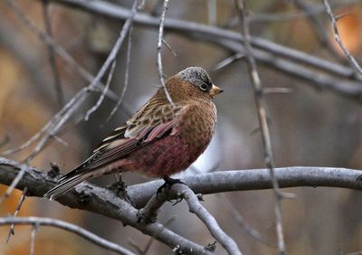 Gray-crowned Rosy-Finch 2024-11-06