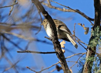 Hermit Thrush 2024-12-01