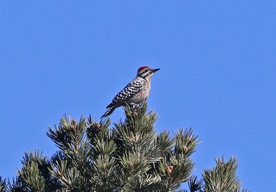 Ladder-backed Woodpecker 2024-12-01