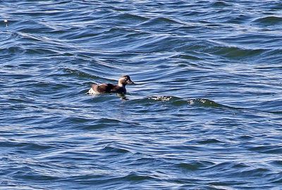 Long-tailed Duck 2024-11-19