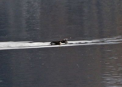 Long-tailed Duck 2024-11-26