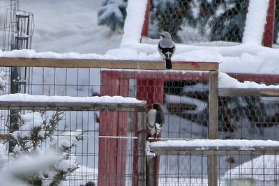Red-headed Woodpecker and Northern Shrike 2024-11-06