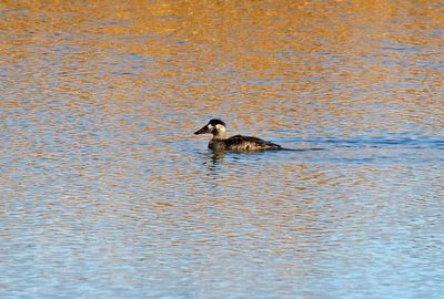 Surf Scoter 2024-11-25