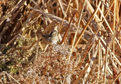 Swamp Sparrow 2024-11-19