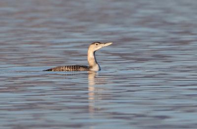 Yellow-billed Loon 2024-12-03