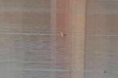 Yellow-billed Loon 2024-12-04