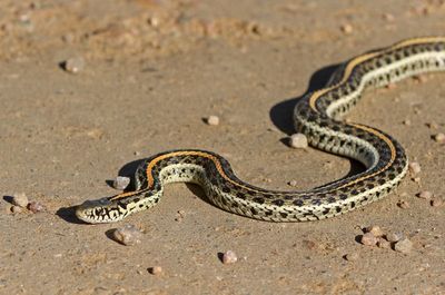 2024 Herp Photos
