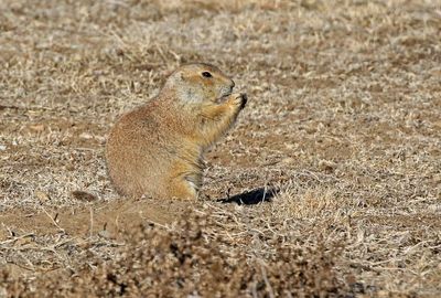 Black-tailed Prairie Dog 2024-11-25