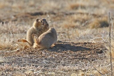 Black-tailed Prairie Dog 2024-11-25
