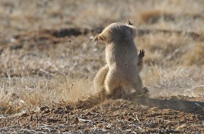 Black-tailed Prairie Dog 2024-11-25