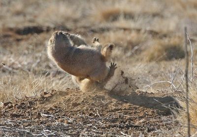 Black-tailed Prairie Dog 2024-11-25