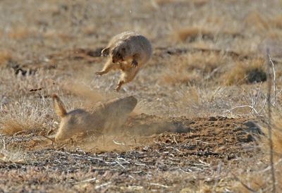 Black-tailed Prairie Dog 2024-11-25