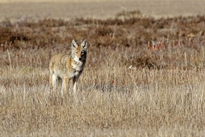 Coyote 2024-11-25